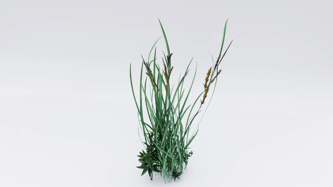 /data/product/40_Grass_1/grasses.webp