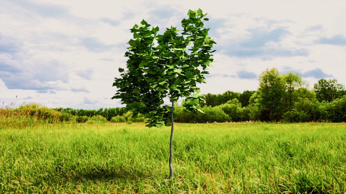 /data/product/48_Tree_002/Plants.jpg
