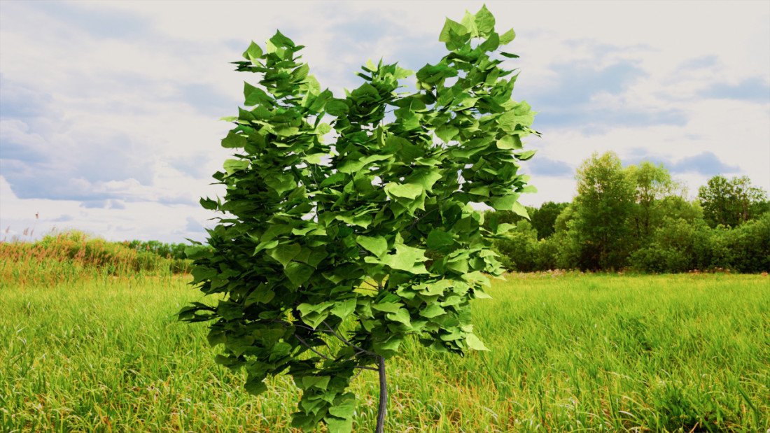 /data/product/48_Tree_002/Tree.jpg
