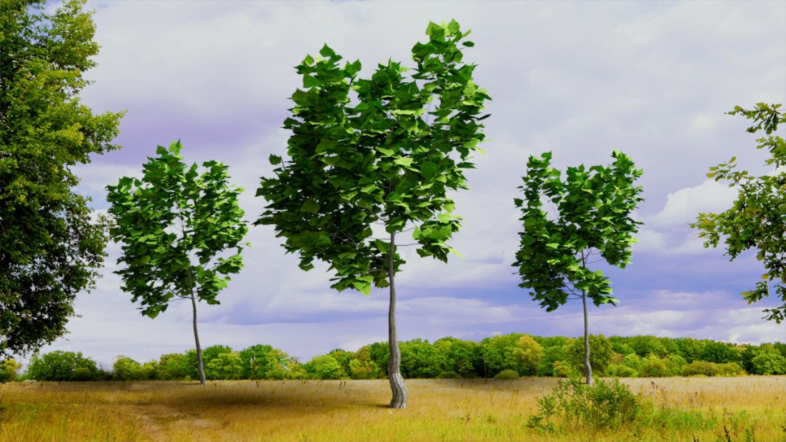 treesplants