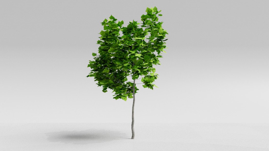 /data/product/48_Tree_002/plant.jpg