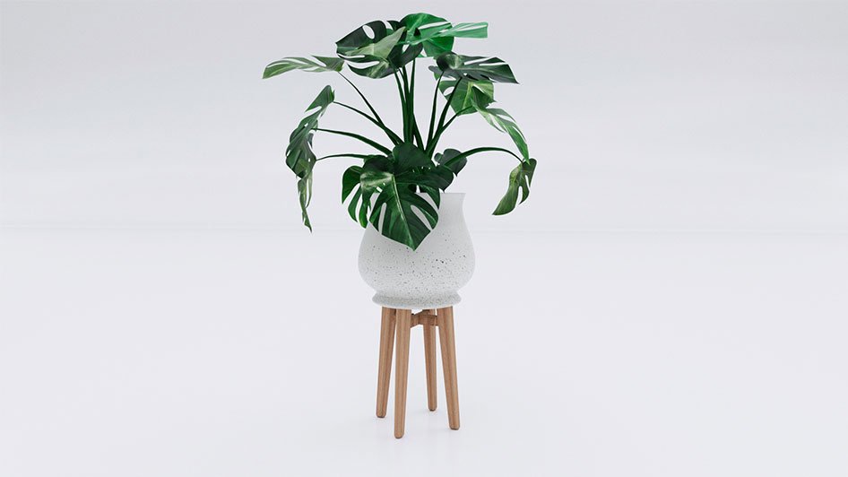 Monstera Plant 01