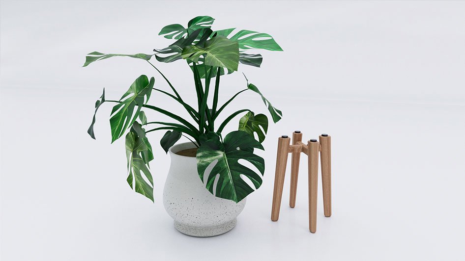 /data/product/Monstera_Plant_01/m2.jpg