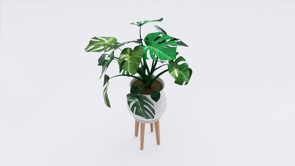 /data/product/Monstera_Plant_01/m3.jpg