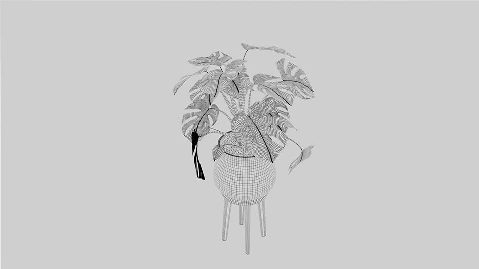/data/product/Monstera_Plant_01/m4.jpg